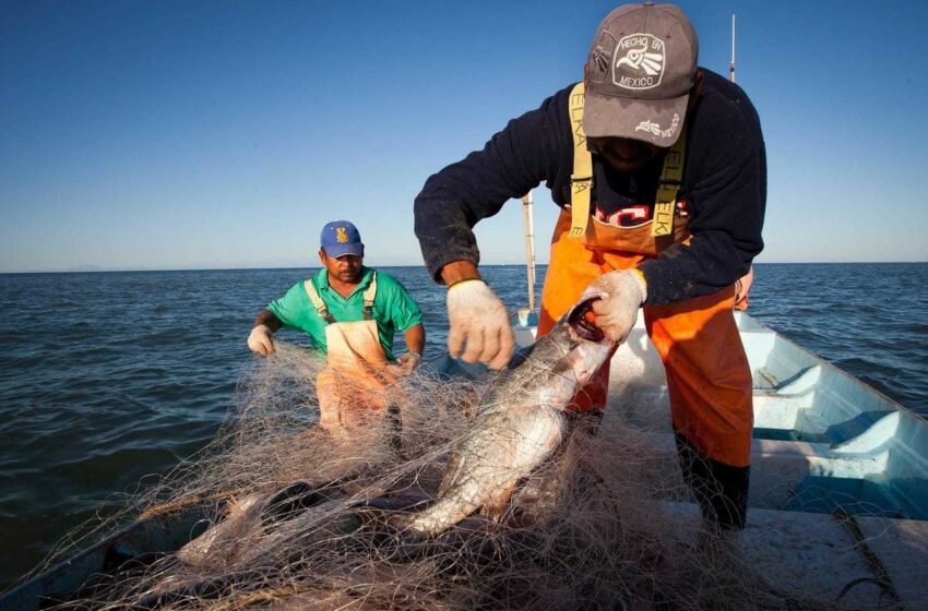  Pescadores en Yucatán Exigen Expulsión de Pescadores Furtivos tras Decomiso de Lanchas