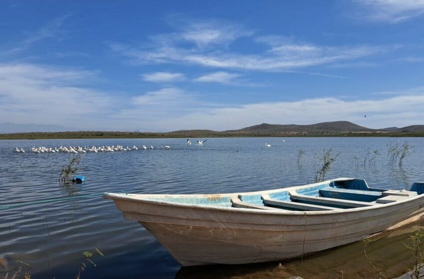  No hay de otra: pescadores de la presa Eustaquio Buelna malbaratan producto en mercado foráneo