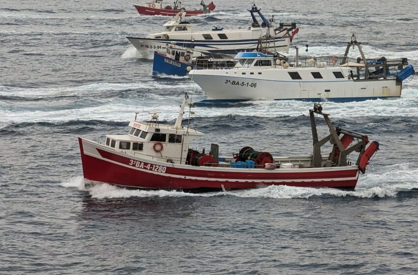  La gamba roja se regenera en Palamós gracias a las nuevas redes – EL PAÍS