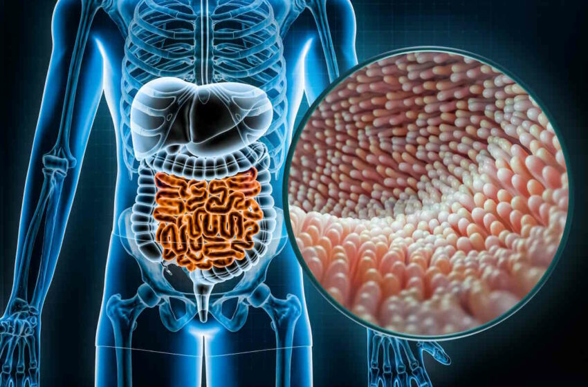  Vegano, vegetariano u omnívoro, ¿cuál es la dieta más saludable para tu segundo cerebro …