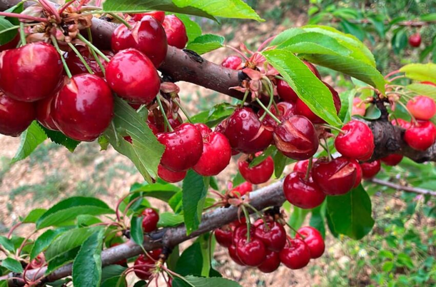  España Destina 1,5 Millones de Euros en Ayudas a Productores de Cereza Afectados por el Clima