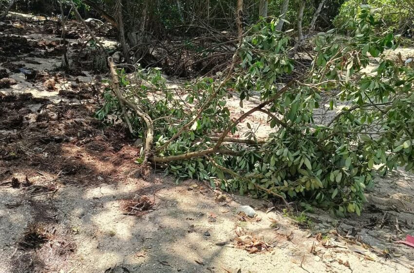  Pesca furtiva destruye los manglares de Dzilam de Bravo – Sol Yucatán