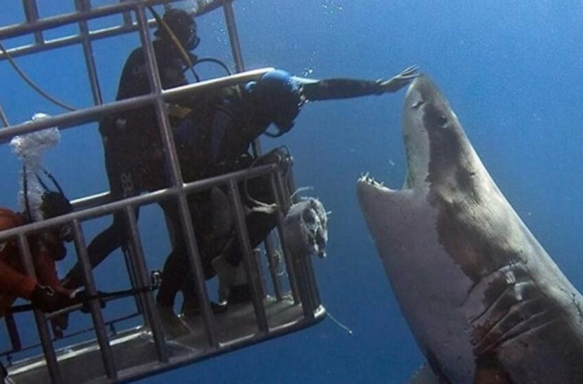  Investigan acerca del tiburón blanco en el Puerto de Yavaros | TRIBUNA