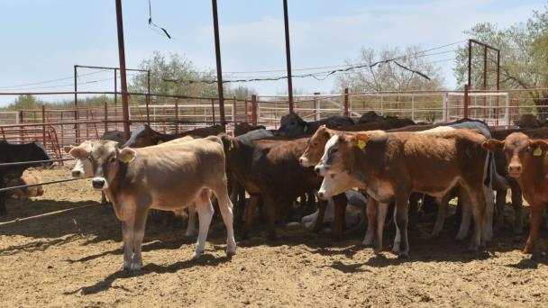  Estadounidenses rechazan ganado Cebú: JAAS – Diario del Yaqui