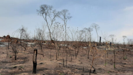  Para los pueblos indígenas y el medioambiente el 2024 ha sido uno de los “peores” de la historia