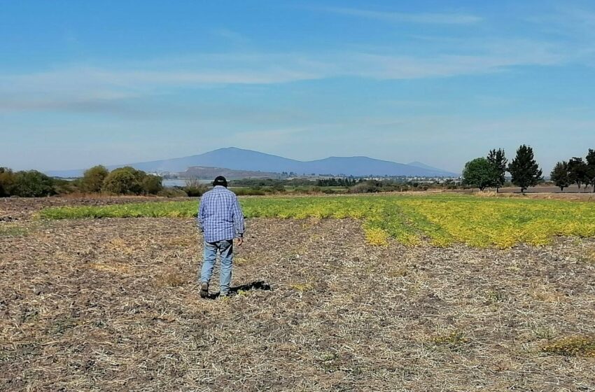  Ante falta de pesca por frío, familia Mejía siembra garbanzo en Acámbaro | Periódico Correo