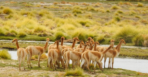  Preocupa en Argentina la amenaza que sufren los humedales por la minería del litio