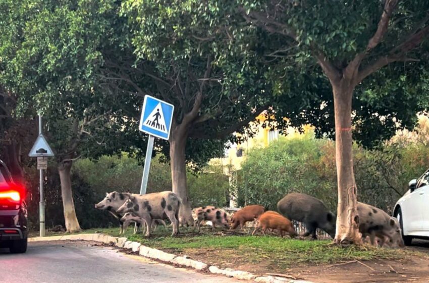  Medio Ambiente instalará jaulas en la Devesa para atajar la plaga de jabalíes