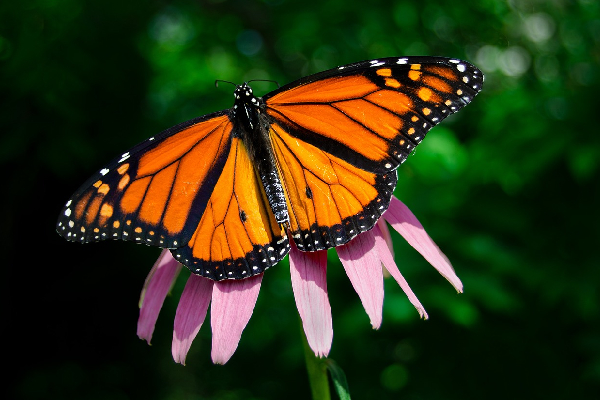  Población de mariposa monarca en California cae a niveles casi récord