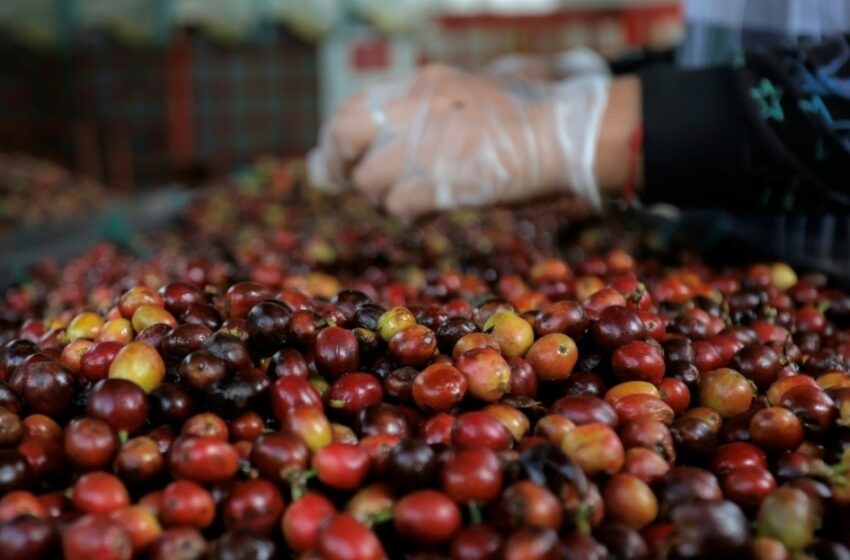  La economía de Colombia creció 1,7% en 2024, con el café como protagonista – Swissinfo