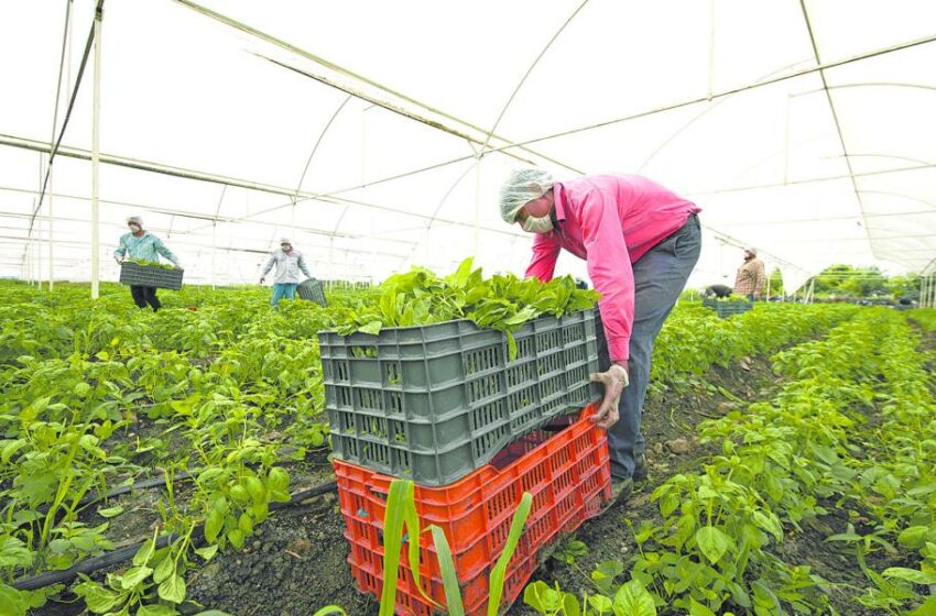  Impulsan iniciativa para aumentar rentabilidad en el campo – El Economista