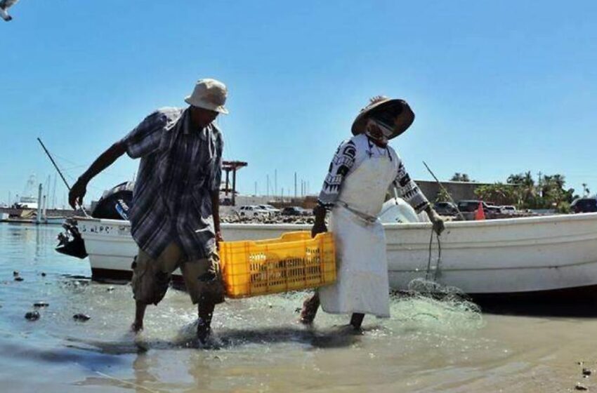  Los Cabos Respaldan Propuesta Para Crear Padrón Federal Para Otorga Apoyos A Pescadores