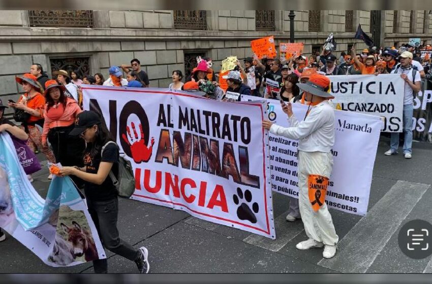  Marcharon en CDMX para exigir justicia contra el maltrato animal – 88.9 Noticias