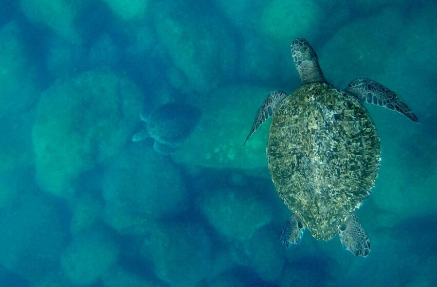  “El llanto de las tortugas”: Un documental sobre cambio, conciencia conservación del mar en Sonora