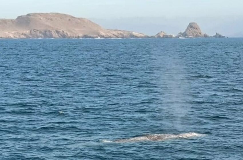  Invitan al avistamiento del paso de ballena gris | Periodico El Vigia