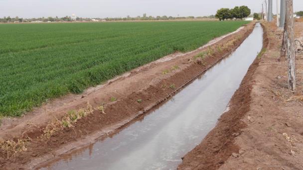  Bajas temperaturas registradas en el Valle del Yaqui favorecen al trigo