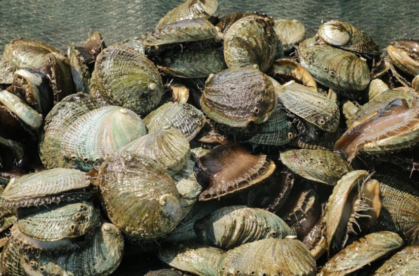 Abre Temporada de Abulón en Baja California Sur para Pescadores – Diario Cambio 22
