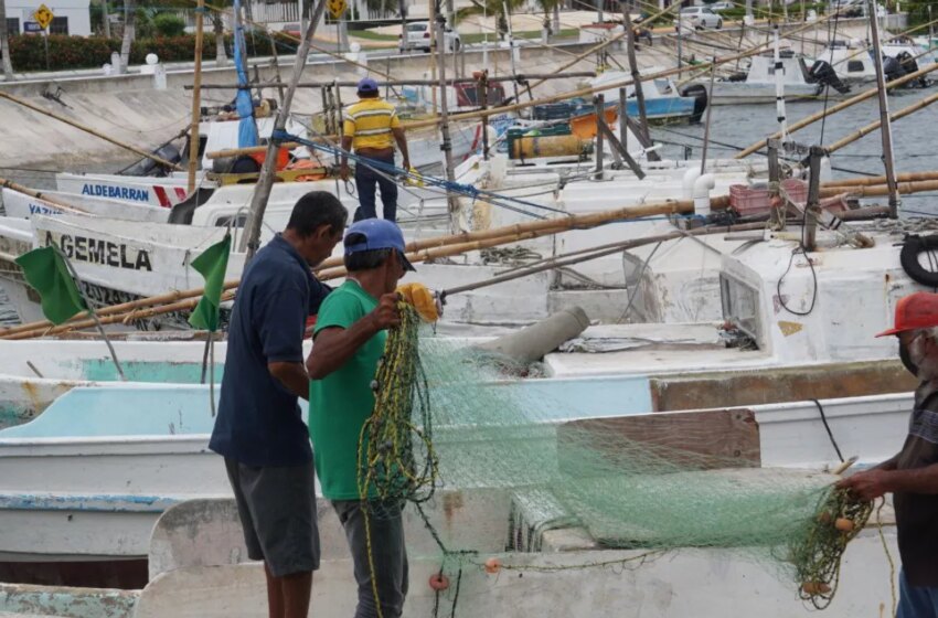  Pescadores campechanos cambian de oficio por falta de ingresos – PorEsto