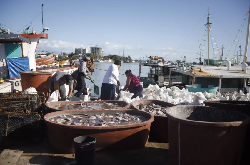  Yucatecas superan barreras y ganan espacio en la actividad pesquera – PorEsto