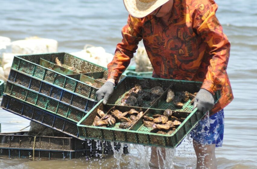  Pescadores de Nayarit Luchan por Proteger al Ostión “De Placer” en Peligro de Extinción