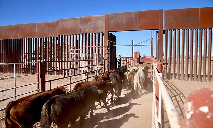  Refuerzan protocolos por nuevo caso de gusano barrenador; Ganaderos de Sonora