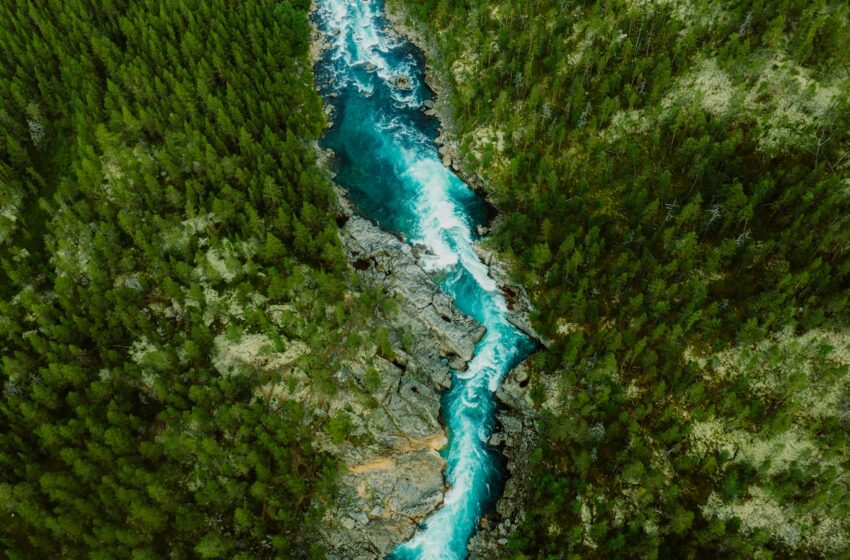  Nuestro futuro depende de restaurar la naturaleza | Clima y Medio Ambiente – EL PAÍS