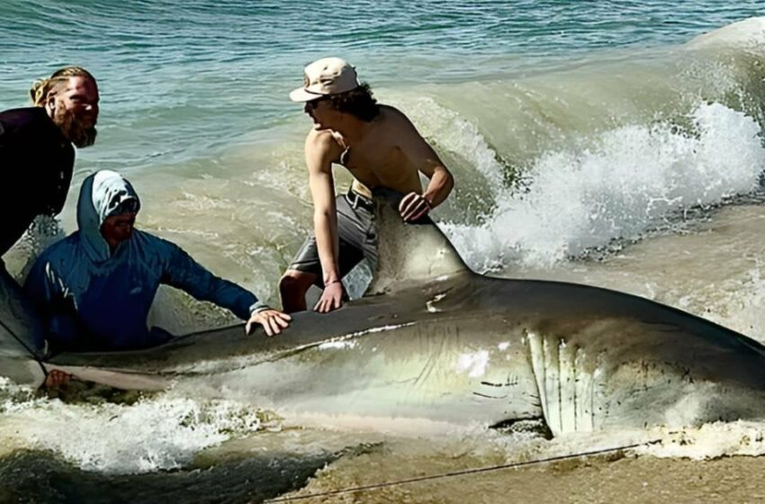  VIDEO: Pescadores capturan un enorme tiburón blanco; los deja sorprendidos