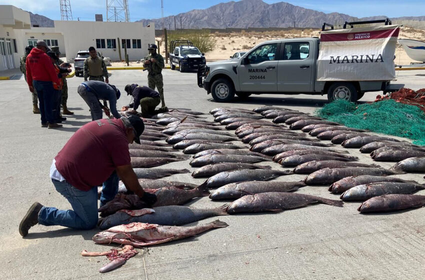  Aseguran en BCS 100 ejemplares de pez totoaba con valor de 6 mil dólares