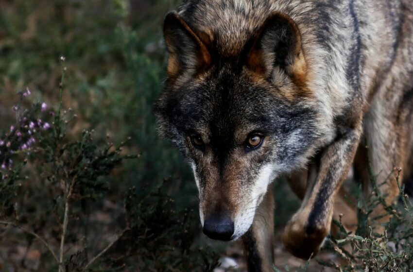  Vuelta al pasado en la gestión del lobo | Clima y Medio Ambiente – EL PAÍS