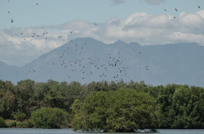  Palanqueando a contracorriente: la experiencia de pescadores en la Costa de Chiapas