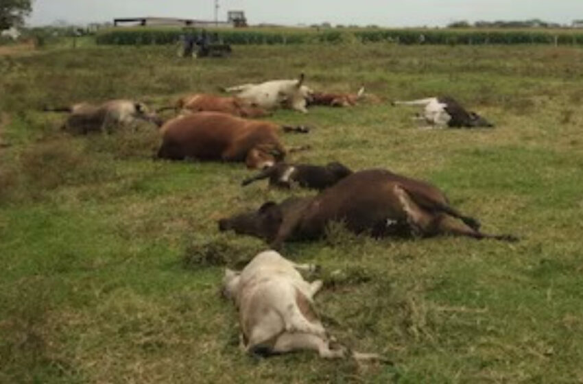  ¡Muerte masiva! Unas 600 reses pierden la vida en ranchos mexicanos, ¿qué les pasó?