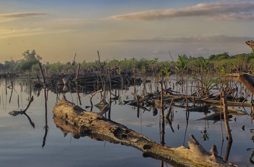  Yucatán Enfrenta Pérdida Alarmante del 8% de sus Manglares por Deforestación Acelerada