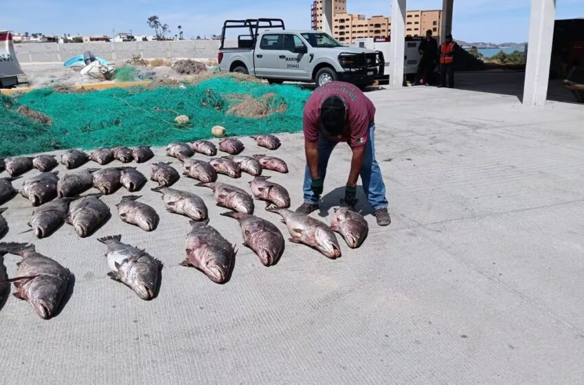  Autoridades Federales Aseguran Redes Y Totoabas Durante Operativos Contra La Pesca Ilegal