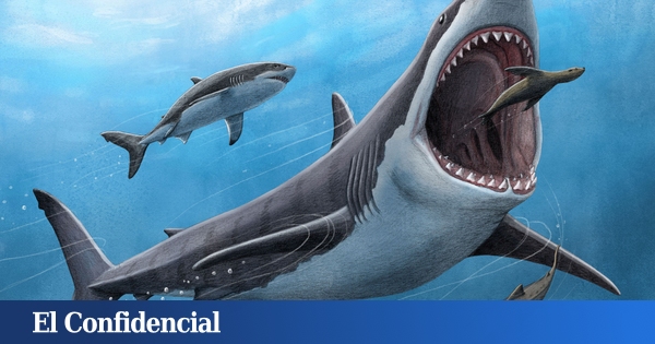  Estábamos equivocados: el megalodón no era una ‘versión gigante’ del tiburón blanco