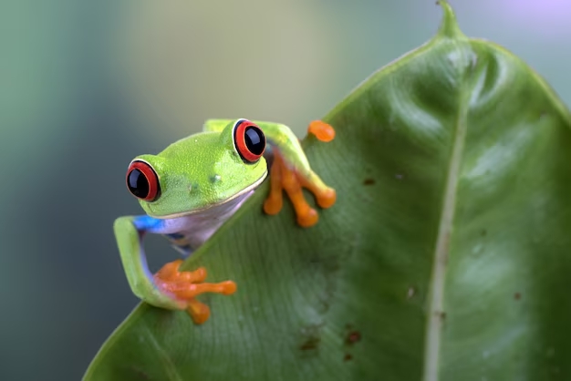  Día Mundial de la Vida Silvestre 2025 hace un llamado a educarnos y en respaldar …