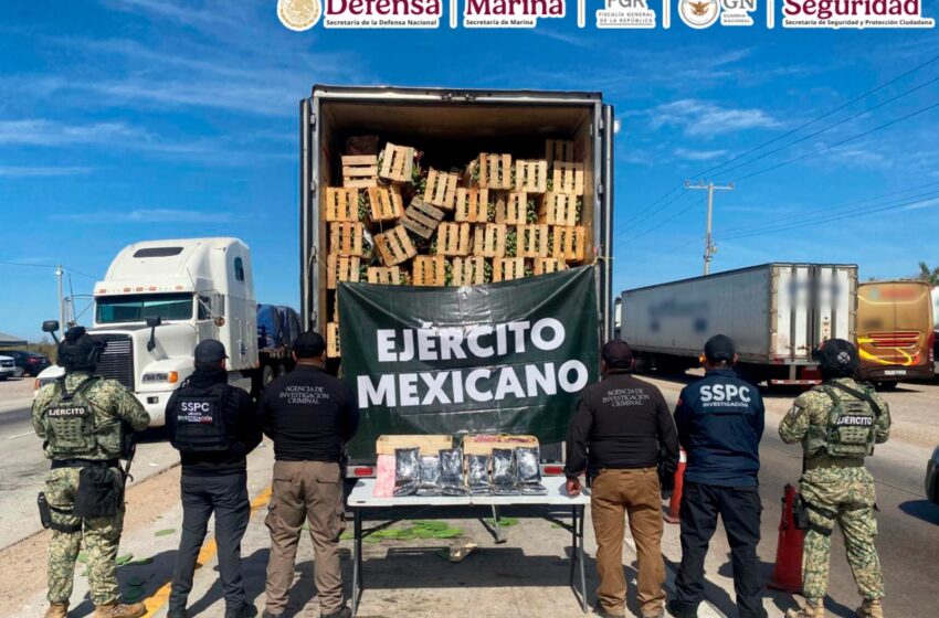  Detienen en Sonora a hombre que transportaba ocultas 275 mil pastillas de fentanilo