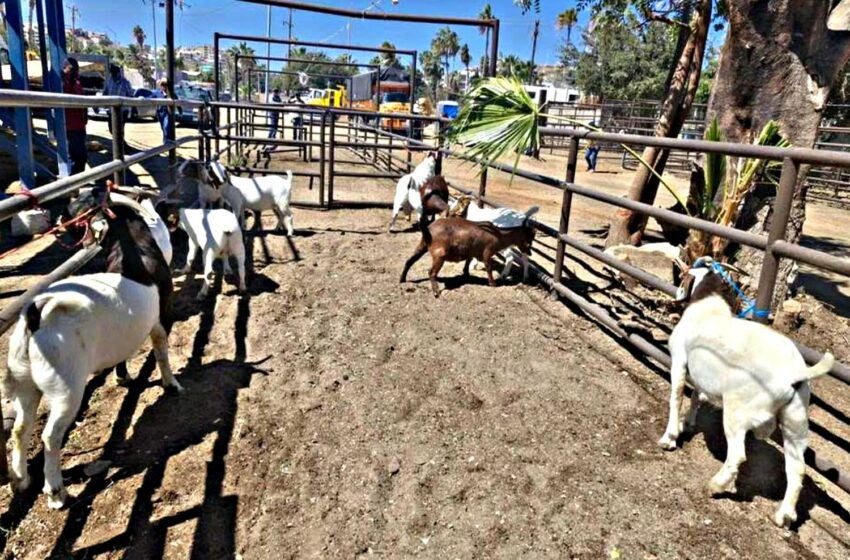  Exhibirán 70 ejemplares de ganado bovino y caprino en la Expo Ganadera y Agrícola de Los Cabos