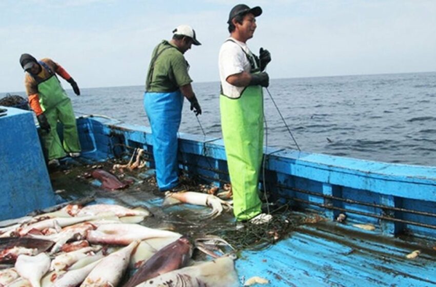  Calamar reaparece en las aguas de Guaymas y Empalme; tenía 16 años sin capturarse