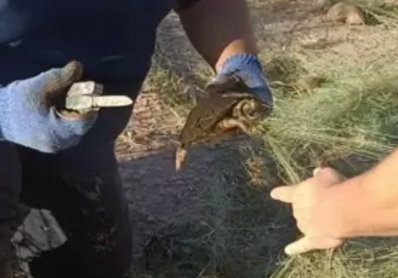  Mueren en Cajeme 500 tortugas por redes de pesca irregulares – meganoticias