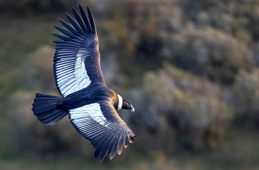  Audubon profundiza su compromiso con Chile y amplía los esfuerzos globales de conservación