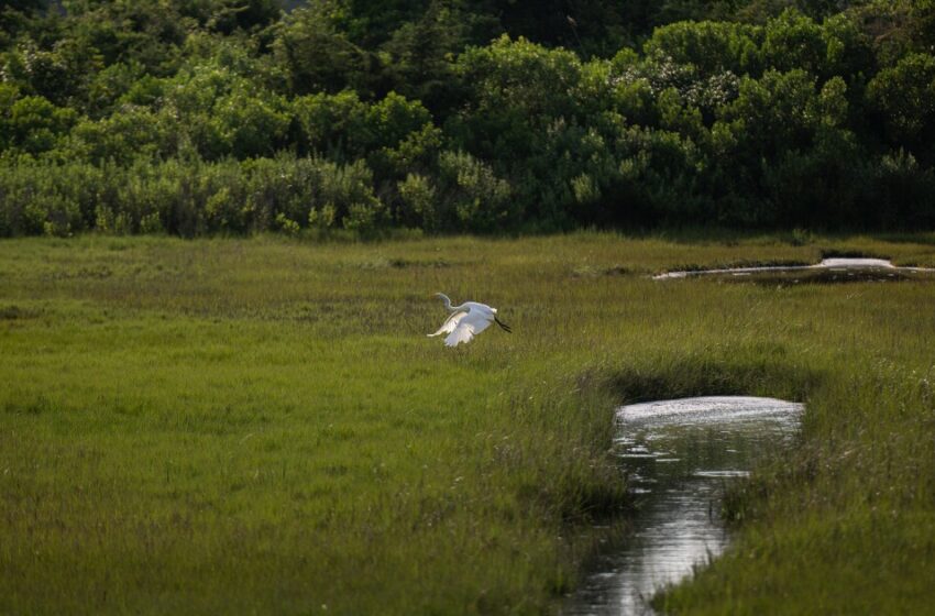  Connecticut considera nuevamente incluir en su constitución el derecho a un medio ambiente sano