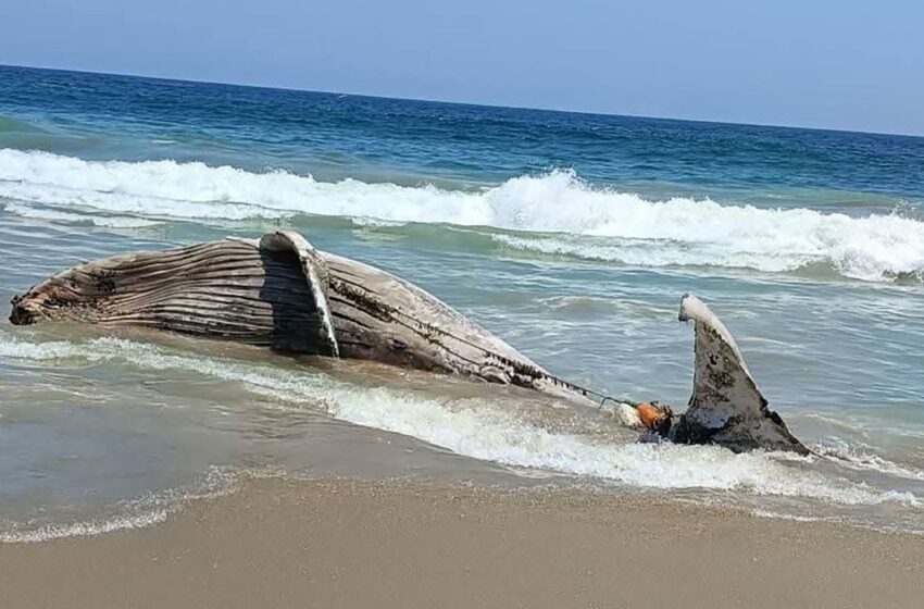 Hallan ballena muerta con redes de pesca en Costa Grande de Guerrero