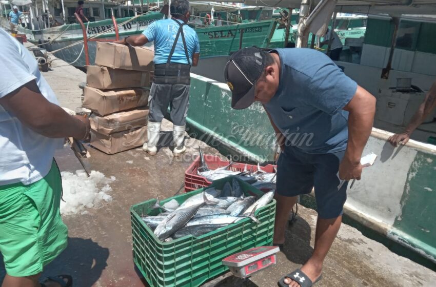  Lento inicio de la temporada de captura de mero en Yucatán