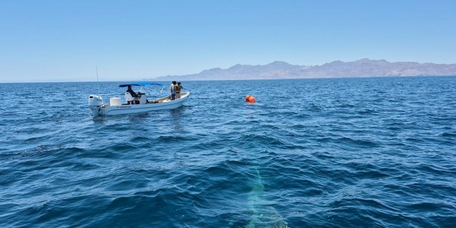 Marina rescata y libera a una ballena jorobada en el Golfo de California