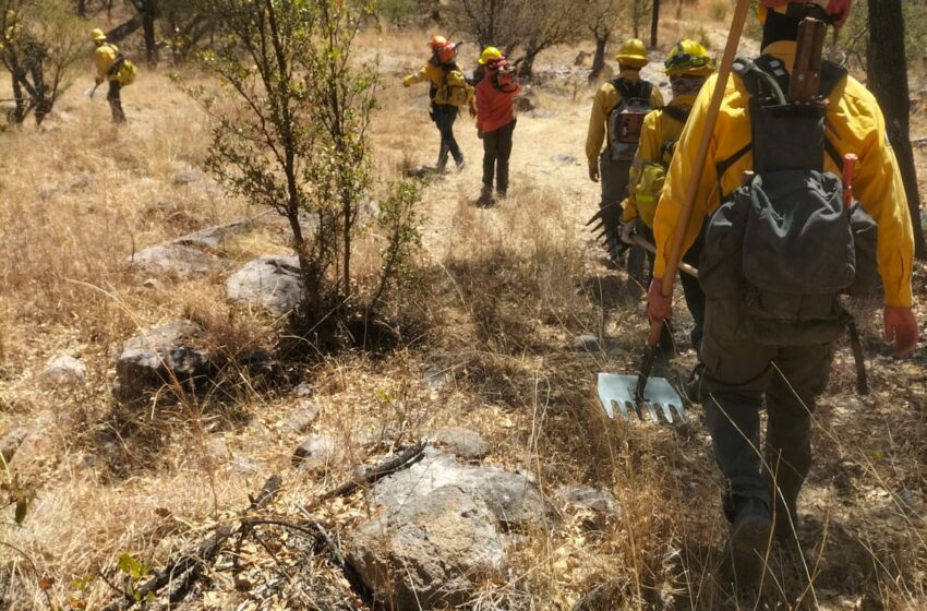 Liquida Gobierno de Sonora incendio forestal en Yécora en coordinación con autoridades …