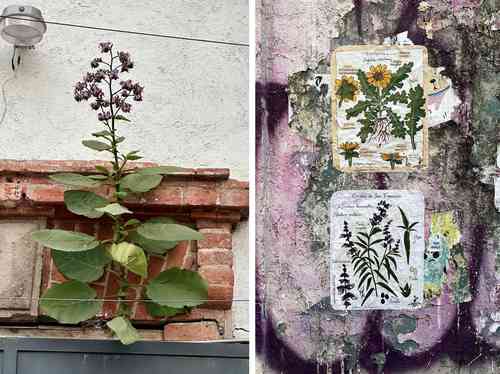 Nativas de las calles, proyecto que vincula ciencia, arte y ciudadanía