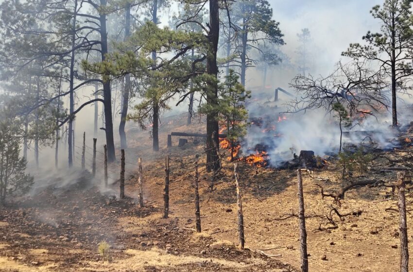 Suman 450 incendios forestales combatidos en lo que va del año – Entrelineas