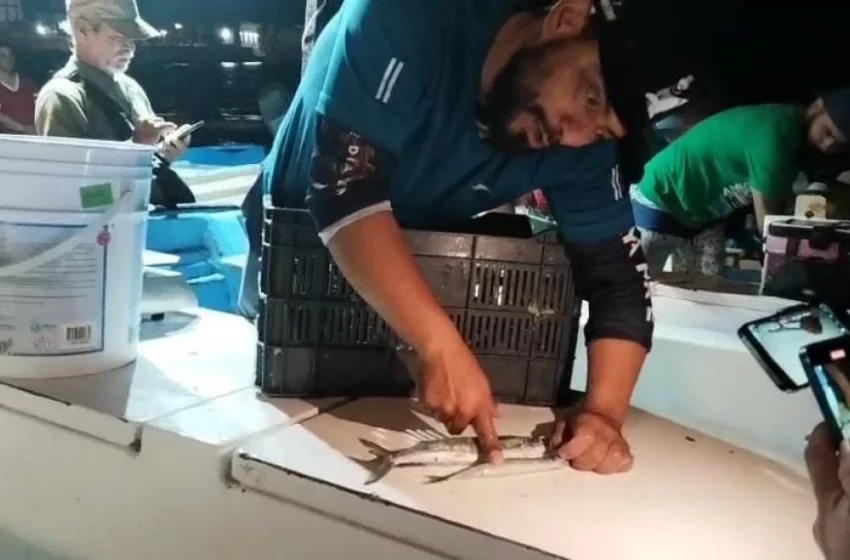 Llegaron los pajaritos de buen tamaño…pero traerlos del mar cuesta más que nunca – TVP