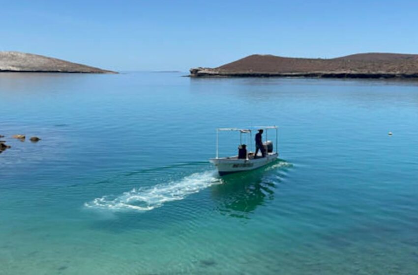 Demandan a Trump por poner en peligro a ballenas y tortugas del Golfo de México