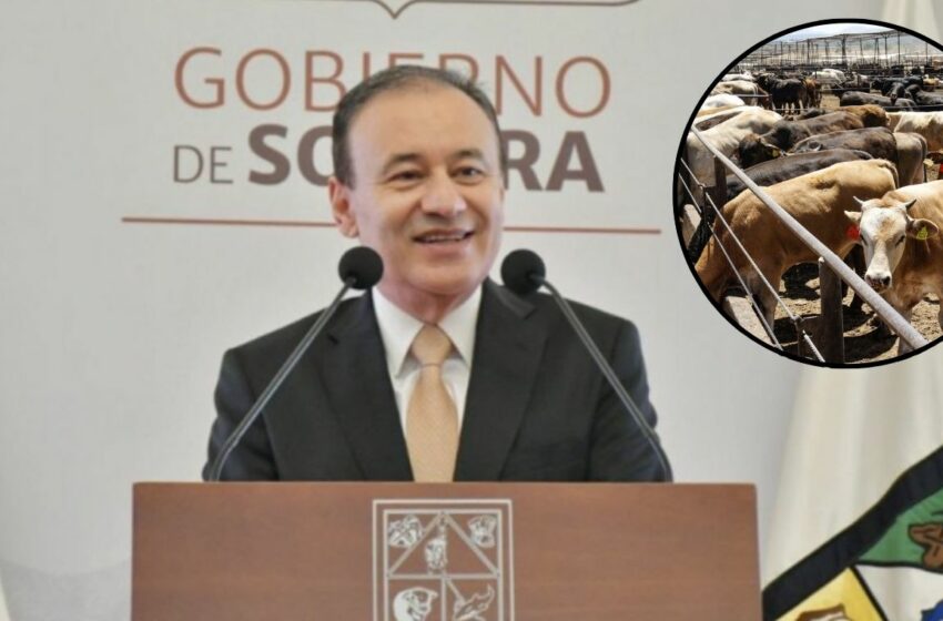 Sonora cumple con lineamientos técnicos y sanitarios para exportación de ganado a EEUU …